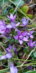 Gentianella germanica