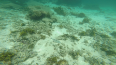 Parupeneus barberinus