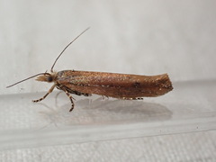 Ypsolopha ustella