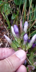 Gentianella germanica