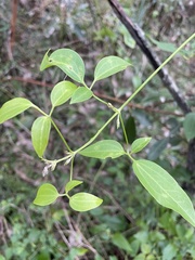 Clematis glycinoides