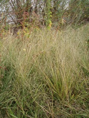Eragrostis albensis