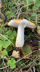Russula cerolens