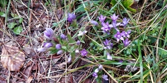 Gentianella germanica
