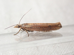 Ypsolopha ustella