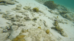Canthigaster valentini