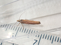 Ypsolopha ustella