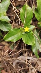Mussaenda formosanum