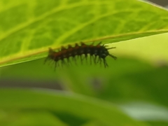 Doleschallia bisaltide