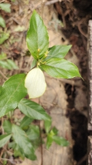 Mussaenda formosanum