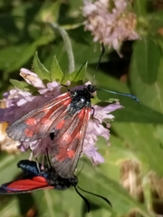 Zygaena viciae