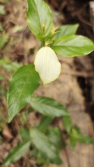 Mussaenda formosanum