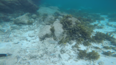 Parupeneus barberinus