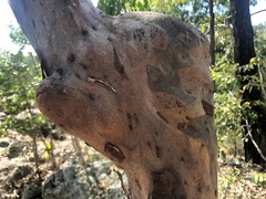 Angophora leiocarpa