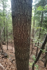 Abies alba
