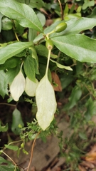 Mussaenda formosanum