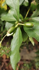 Mussaenda formosanum