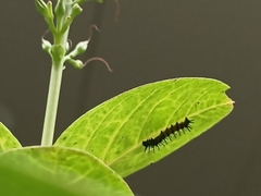 Doleschallia bisaltide