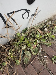 Plantago major