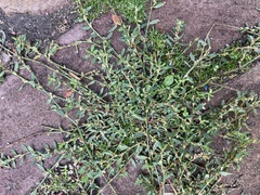 Polygonum aviculare