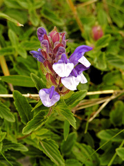 Scutellaria alpina