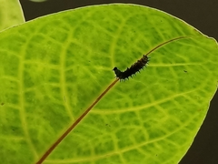 Doleschallia bisaltide