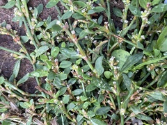 Polygonum aviculare