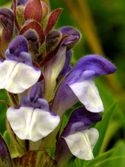 Scutellaria alpina