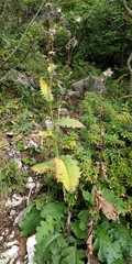 Cirsium alsophilum