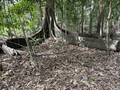 Ficus macrophylla