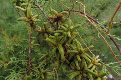 Tamarix chinensis