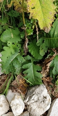 Cirsium alsophilum