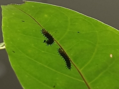 Doleschallia bisaltide