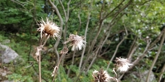 Cirsium alsophilum