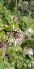 Cirsium alsophilum