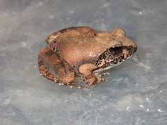 Tomopterna natalensis