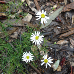 Brachyscome multifida