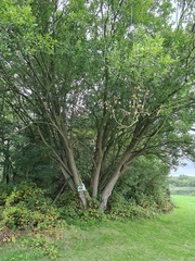 Salix cinerea