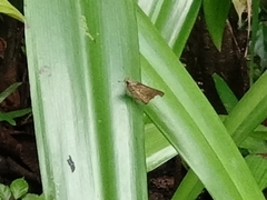 Pelopidas mathias