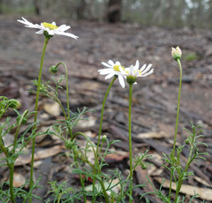 Brachyscome multifida