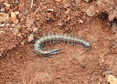Scolopendra laeta