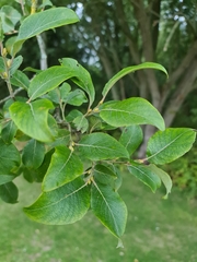Salix cinerea