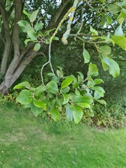 Salix cinerea