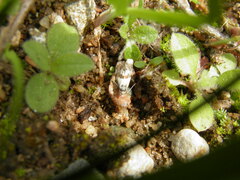 Neocochylis hybridella