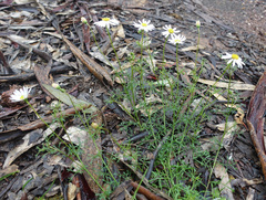 Brachyscome multifida