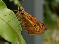 Cephrenes trichopepla