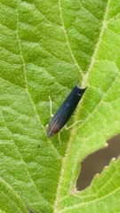 Mileewa