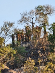 Aloe marlothii marlothii