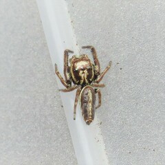 Opisthoncus nigrofemoratus