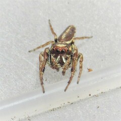 Opisthoncus nigrofemoratus